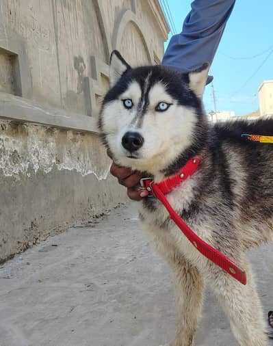 Siberian Husky Dog For sale