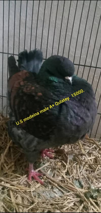 u. s modeina A+ Qulatey male and female  breadr urgent sale jumbo size