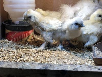 White Silky Chicks