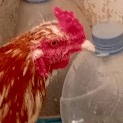 Aseel murga and murgi for sell