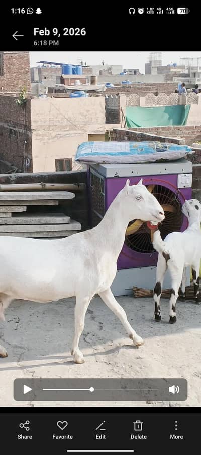teadi bakri with 2 male kid