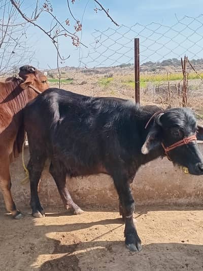 Buffalos / گائے / wacha / Murrah Buffalos for sale