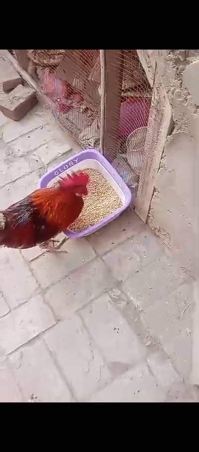 Healthy Active males