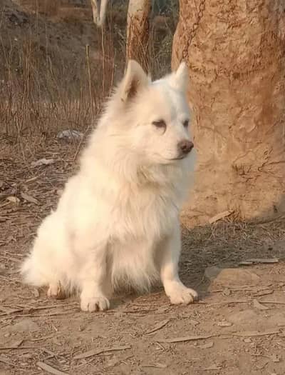 Russian dog with double cort pure white