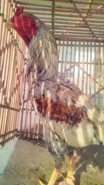 pure aseel patha available