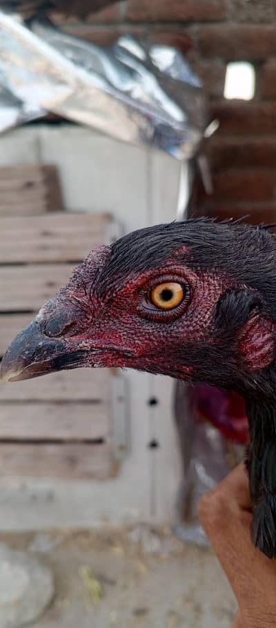 black aseel madi for sale murgi anday de rhi ha 03282008800