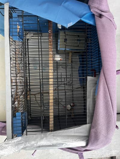 Finches for sale with brand new cage