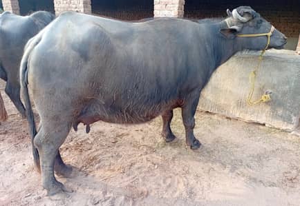 Dairy Animals for sale