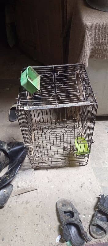 bird cage for sale