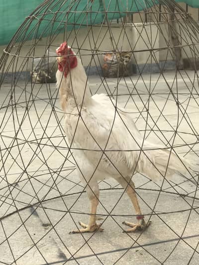 2 male 1 female kawalty birds