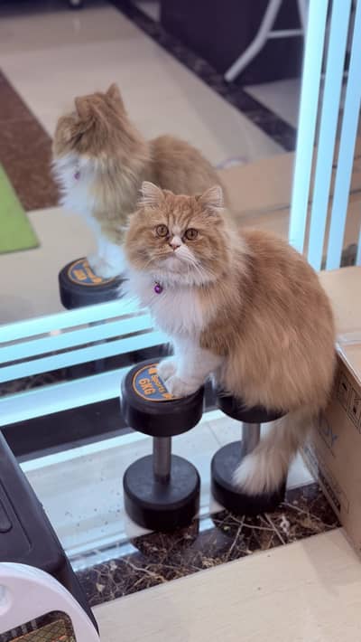 Brown persian kitten for sale
