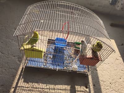 3 Birds with complete cage