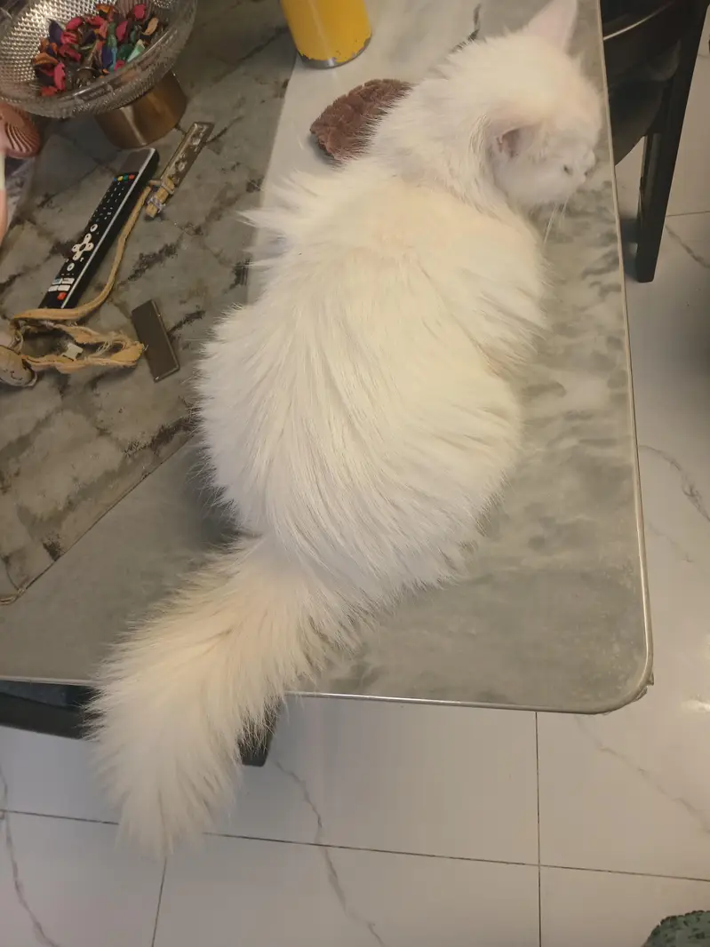 persion cat