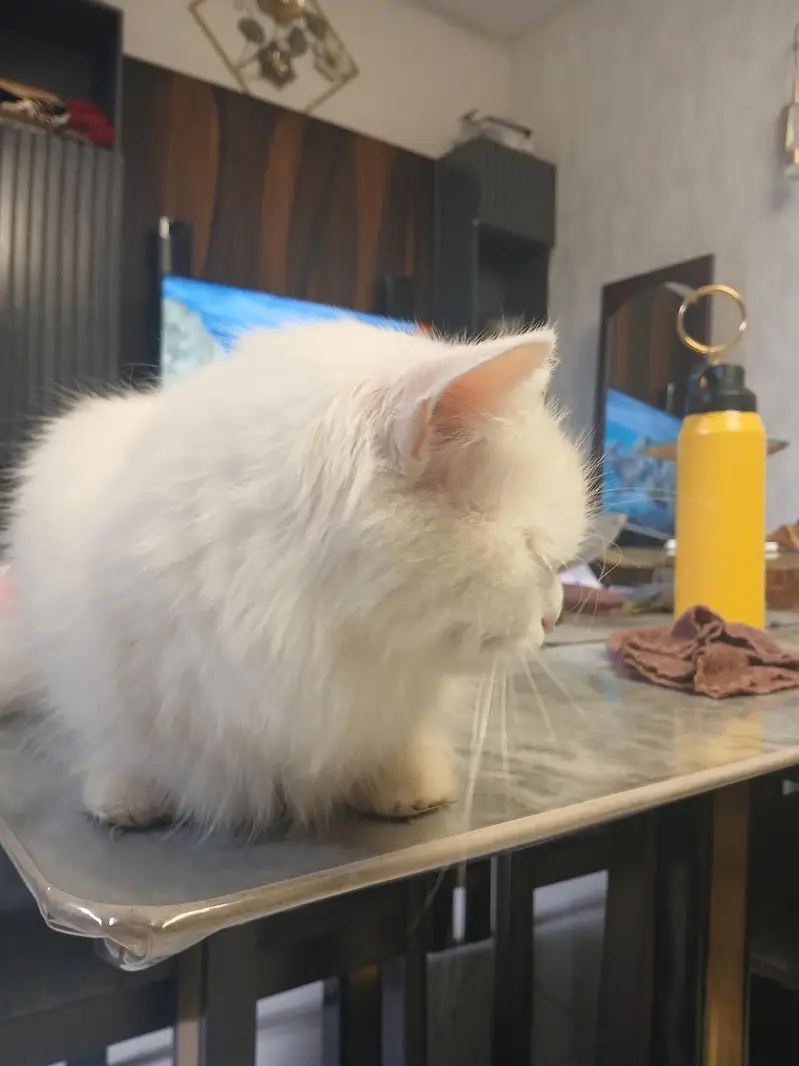 persion cat — photo 2