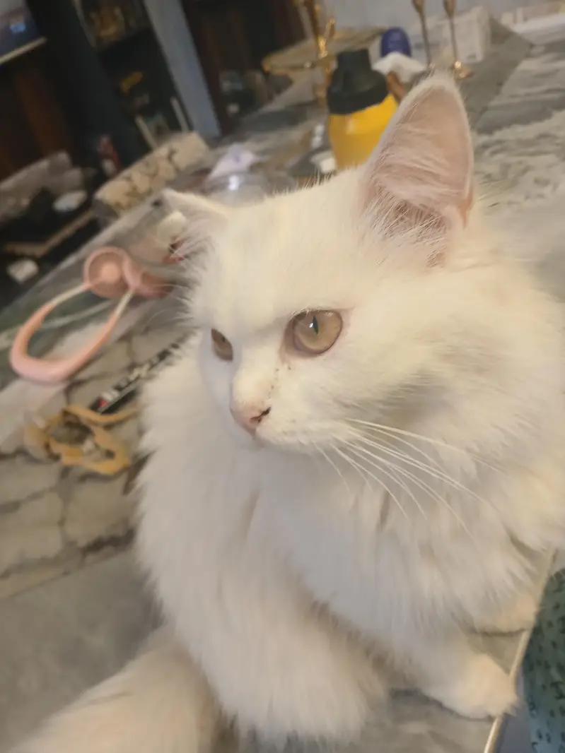 persion cat — photo 3