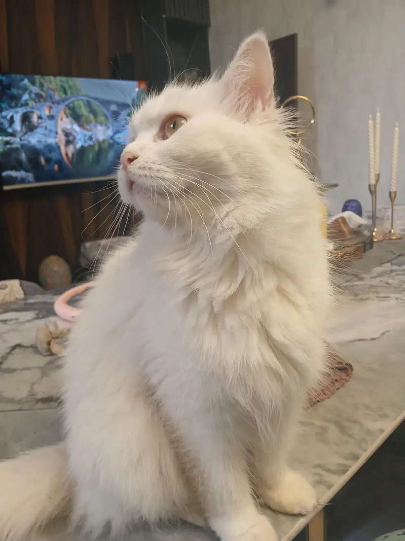 persion cat — photo 4