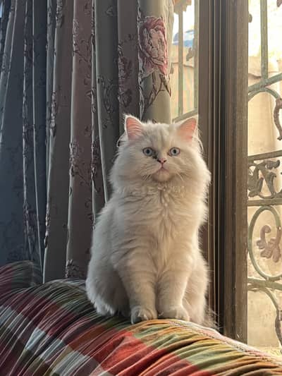 Persian kitten triple coat