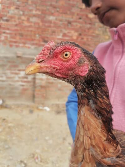Minwali  Aseel Female