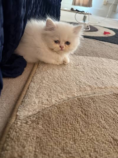 An absolutely adorable Persian baby