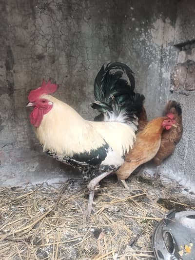 Desi Hens for sale read description