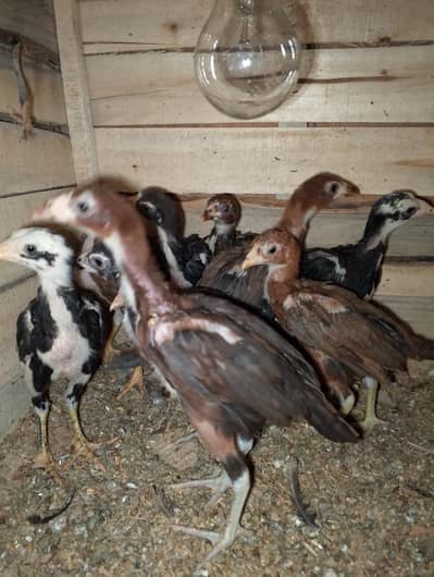 Aseel chicks thai+Pakistani cross top quality active chicks