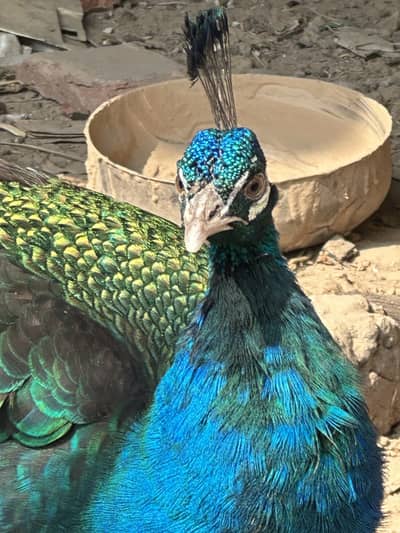 Peacock pair Blue shoulder