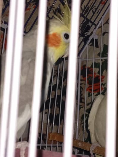  2 Beautiful Cockatiel Pair Available