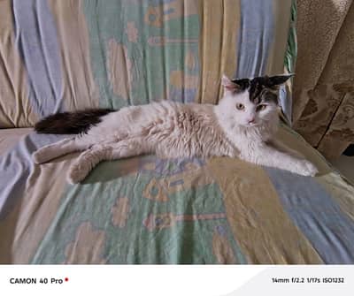 bhot haseen hy trind hy