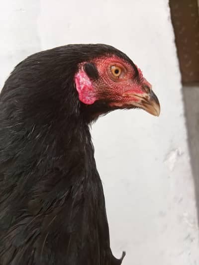 haldi active female Thai barmi cross