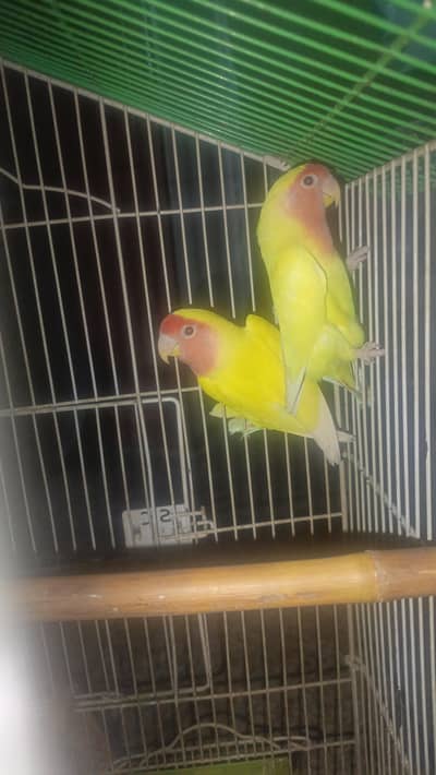 Lutiono love bird breeder pair