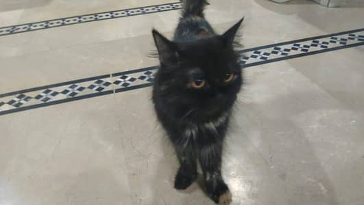 1 FEMALE CAT , 1 MALE KITTEN