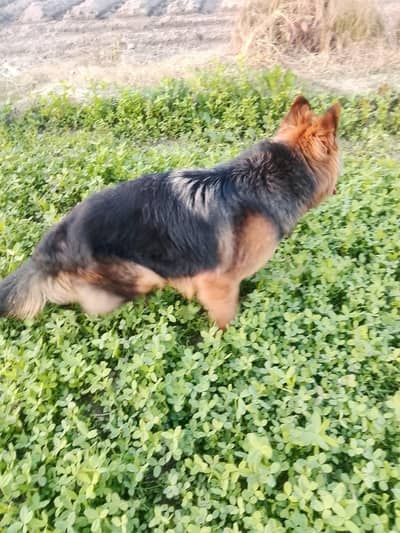 German shepherd female long coated