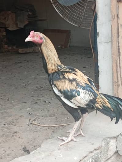 Ghar Ka patha for sale