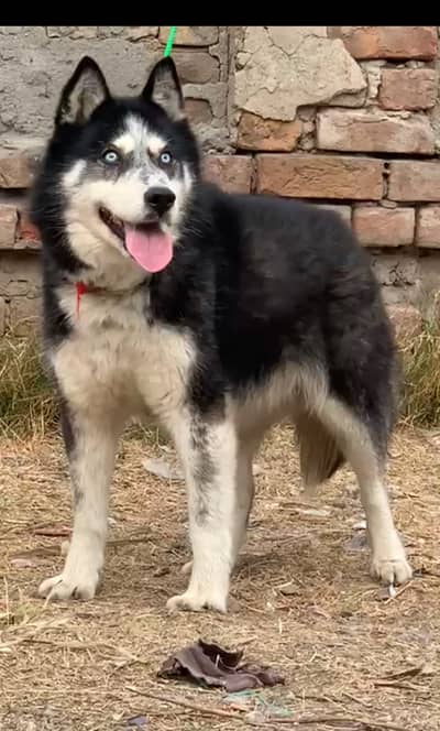 Siberian Husky female for sale