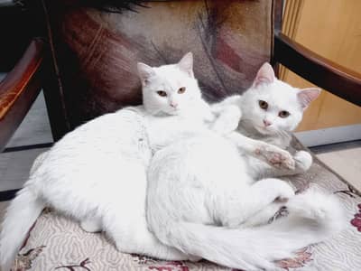 Persian single coat white cat