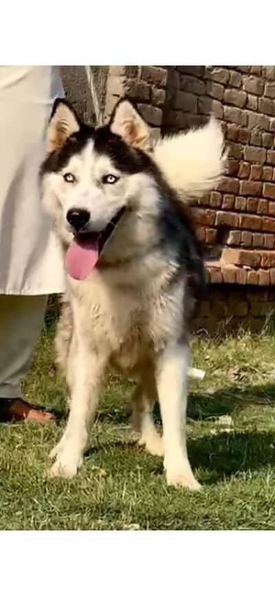 Siberian Husky |  huski female | top quality wolly caot female