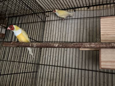 Lotino goldian & bentam