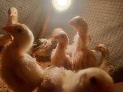 Shamo x heera chicks