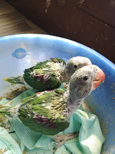 raw parrots 1 month age