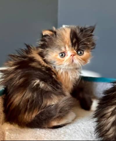 Persian good breed kittens avail. WhatsAp=O310-3699468 Name farhan