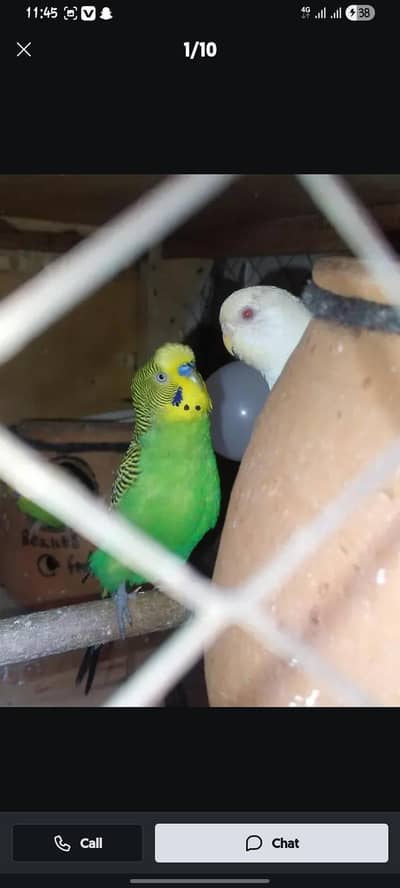 Australin budgie Pair . 2 pair 2  extra Male