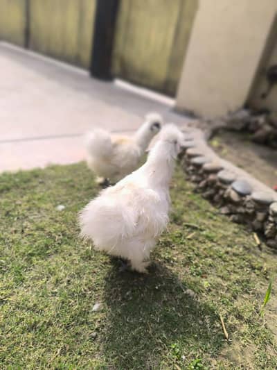 2 Beautiful 3-Month-Old 5-Finger Silkie Chickens for Sale