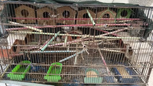 14 finches and cage for sale