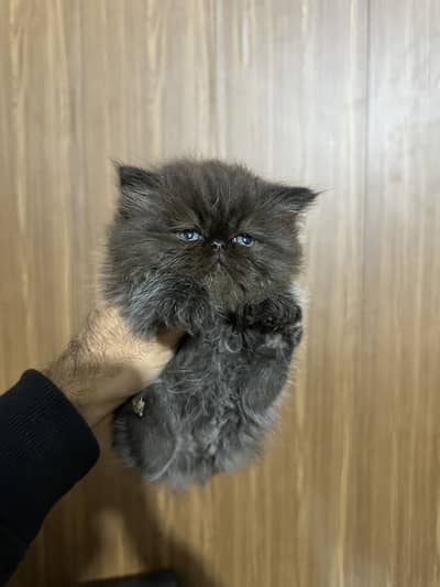 Piki face full long coat extreme Quality  kittens