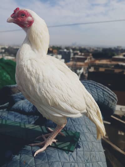 pure white and black aseel hen