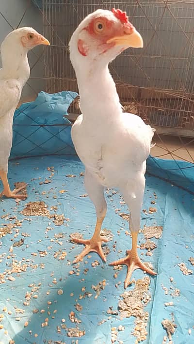 Pure White Aseel Heera Pair For Sale full active & healthy hai