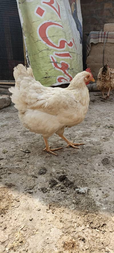 fet eggs wali murgiya whatshapp and call 03067552191