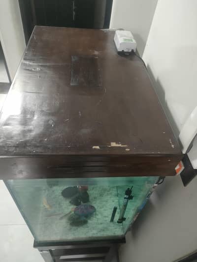 Fish aquarium