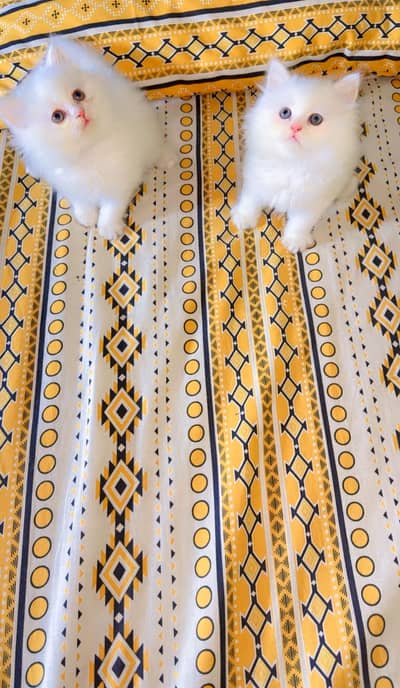 Persian female kitten