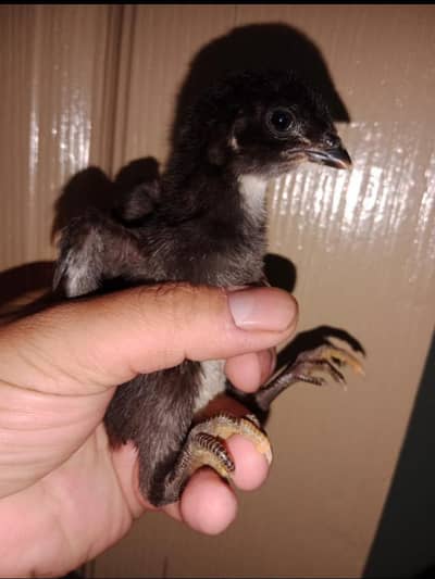 Panis Chicks Blood line